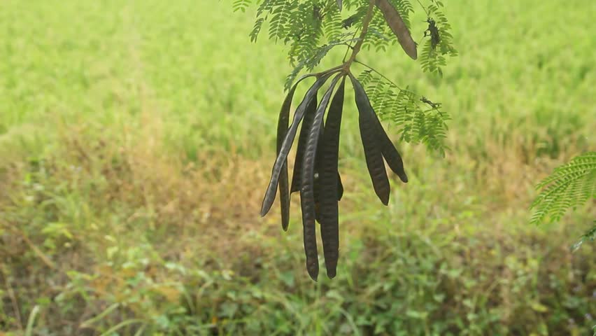 Dried Seed Pods and Bipinnate Foliage of Leucaena leucocephala (Lead Tree). This detailed botanical photograph features a branch of Leucaena leucocephala, a versatile multipurpose tree belonging to the Fabaceae (legume) family