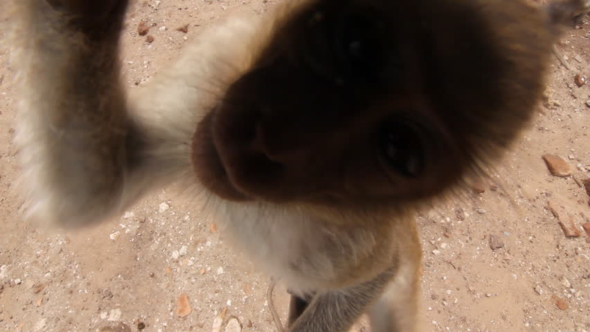 Monkey attacks camera