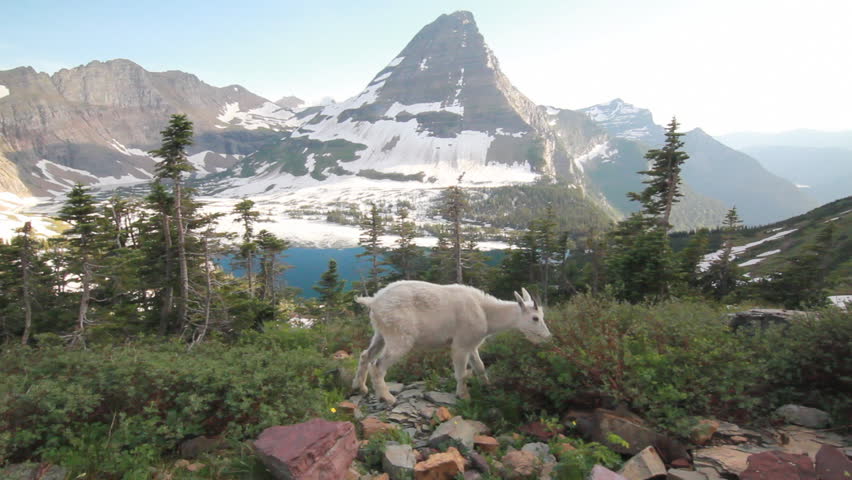 Mountain goat high in Glacier National Park feeding