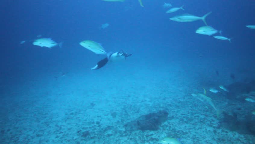 Manta ray swims through school of Bluefin trevally fish