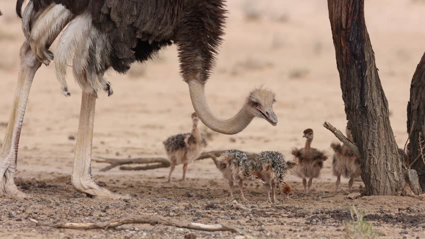 Medium closeup of a female ostrich