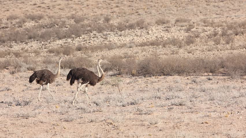 Wide shot of three female ostriches walking through the dry vast landscape of the Kgalagadi Transfrontier Park.
