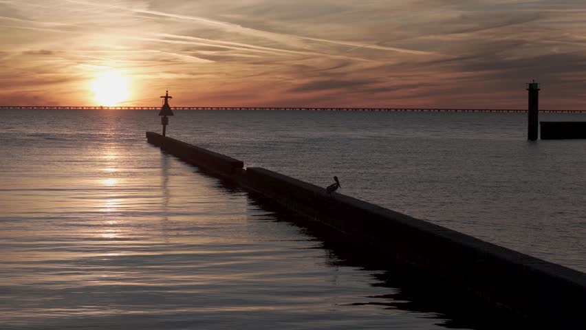 Cinematic slow motion drone footage of a pelican taking off from a seawall over the ocean. Coastal wildlife behavior captured with calm water and soft evening light.