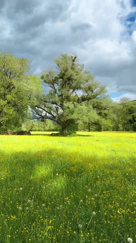 Spring landscape featuring an old cork oak tree in a meadow full of wildflowers
