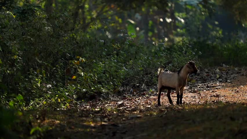 Wide view of a goat standing on a narrow forest path surrounded by dense green vegetation and trees. Soft sunlight filters through the foliage, creating a calm rural atmosphere and highlighting the natural outdoor environment during daytime.