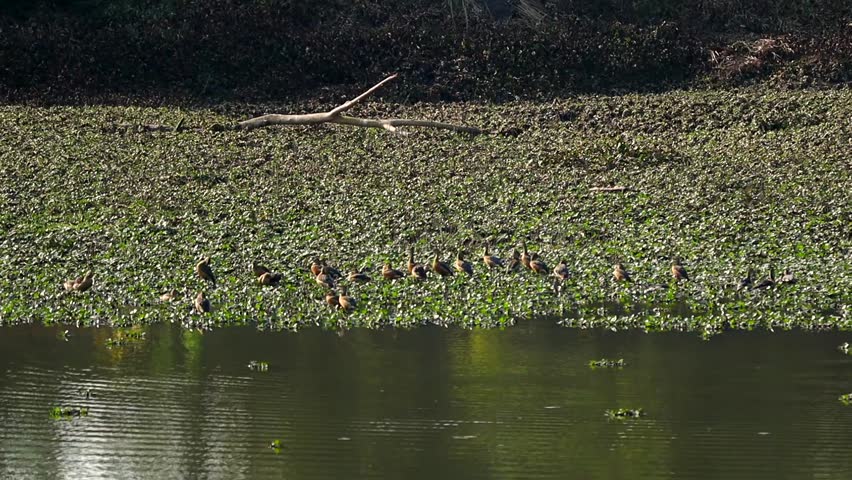 A group of water birds resting and feeding on dense floating aquatic vegetation near a calm wetland shoreline. The scene captures wildlife activity in a natural freshwater habitat with reflections on the water surface, photographed during daylight in a peaceful outdoor environment.