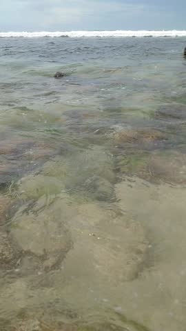 Tropical Beach Shoreline with Gentle Waves and Clear Water over Rocks and Seaweed