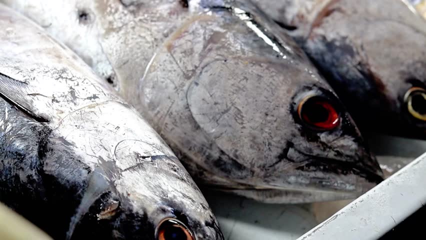 Tuna fish display on ice in  at a traditional morning market in Thailand.