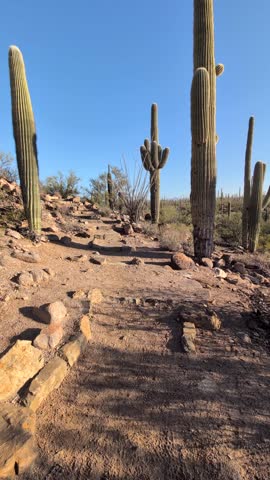 Vertical footage walking uphill along a desert trail lined with towering saguaro cactus in Saguaro National Park. Warm morning light, rocky path, and a peaceful Sonoran Desert atmosphere.