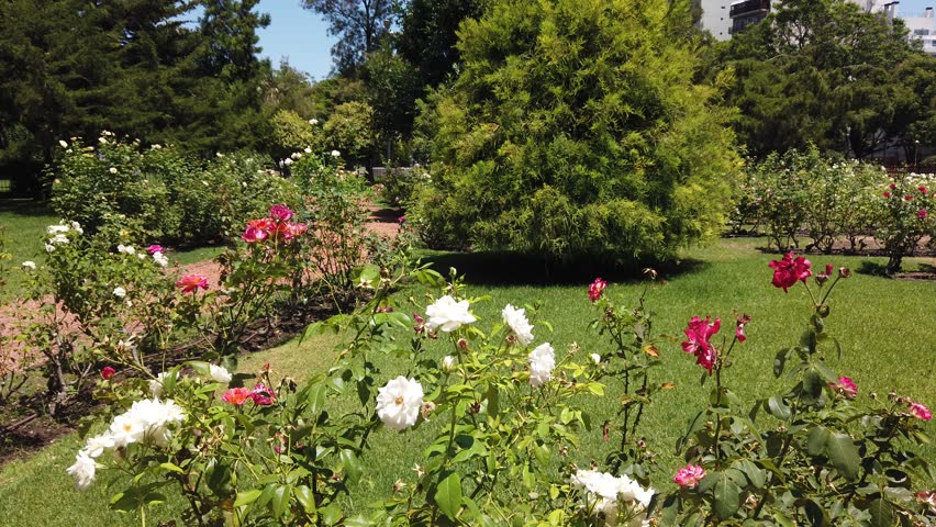 Panning View of Rose Garden landscape at Parque Chacabuco in Buenos Aires
