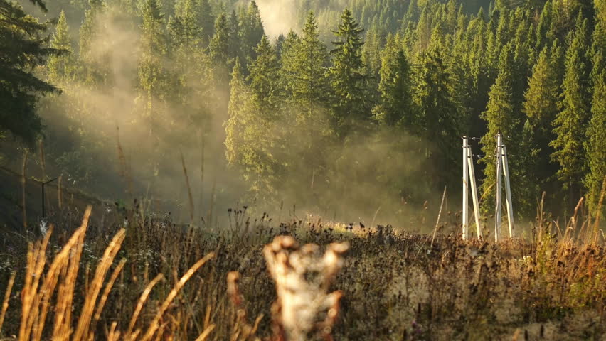 Beautiful morning fog in green pine forest of Carpathian mountains. Captured in 60fps for smooth motion or slow motion. Epic sunlight through mist in wild woods. Cinematic nature of Ukraine.