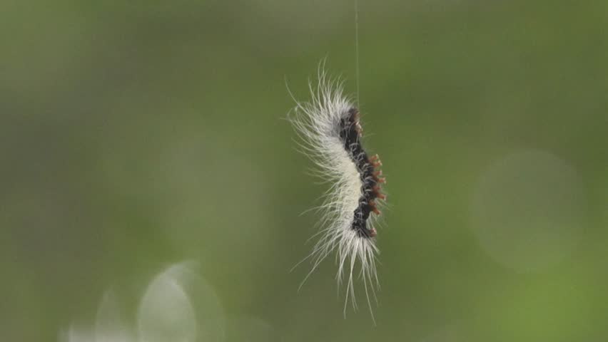The caterpillar is hanging from a tree.