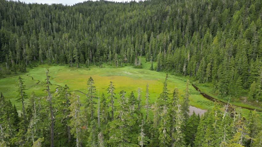 Slow cinematic drone flies left above the alpine moor canopies, revealing visible river channels winding through vibrant green moorland surrounded by forest in British Columbia, Canada.