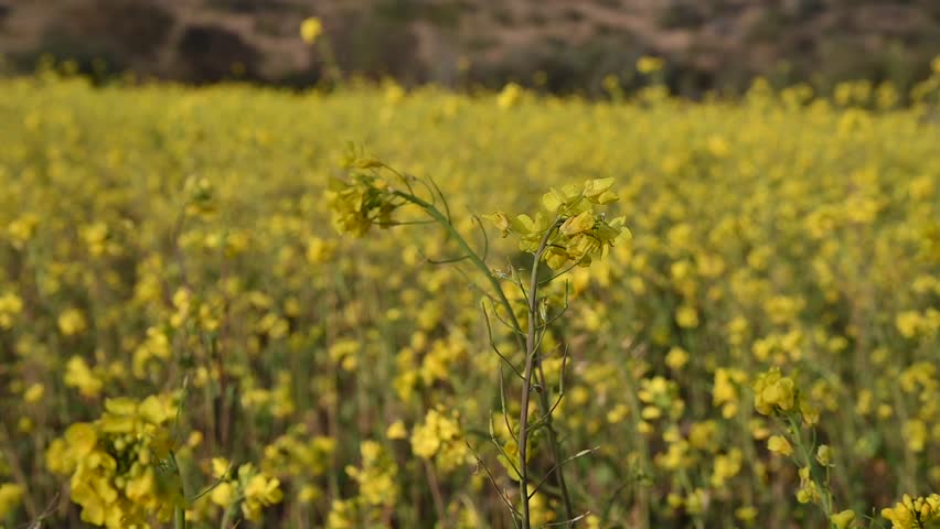 Mustard flowers are small, vibrant yellow, four-petaled blooms arranged in clusters, characteristic of the Brassicaceae family. They appear on erect, branching stems and are known for a mild, peppery, or slightly bitter taste, making them edible for culinary use. Each flower has 6 stamens (4 tall, 2 short) and matures into thin, elongated seed pods. 