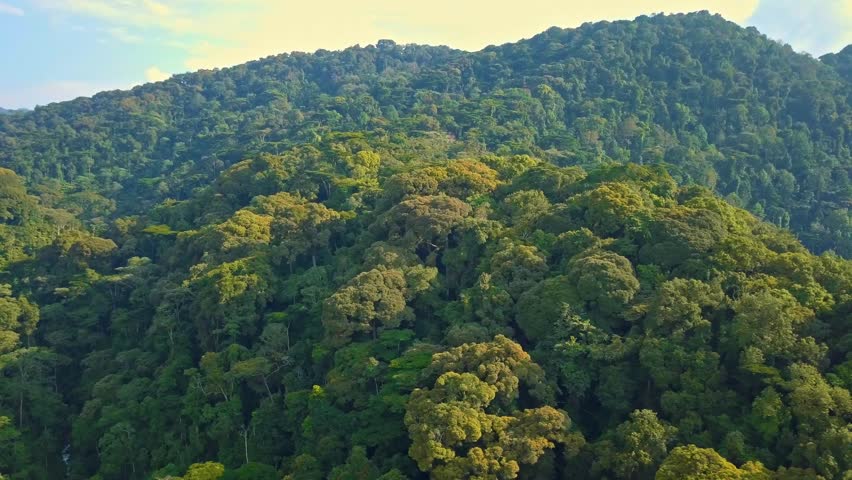Expansive aerial view of Bwindi Impenetrable Forest in Uganda, with dense untouched canopy and tea planted slopes in Rubanda District, protects Gorilla beringei beringei endangered species