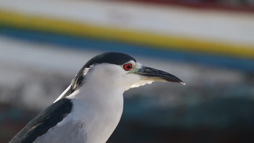 Close-Up of Night Heron with Colorful Background