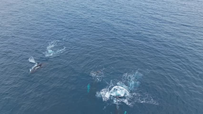 Aerial view of three adult humpback whales swimming side by side at the surface. One slaps its tail, another rolls and slaps pectoral fins, while the middle whale swims and breathes in close formation