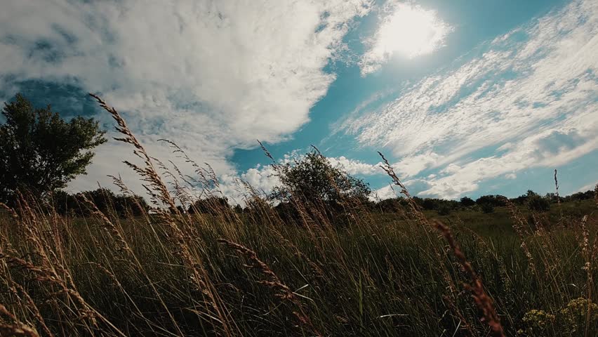 Serene Meadow Under a Bright Blue Sky.