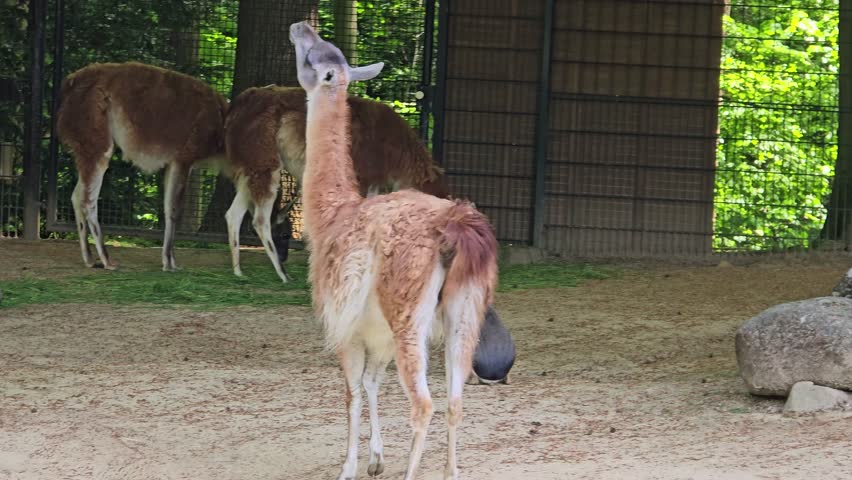 A light brown llama stretches its neck to eat leaves from a tree.