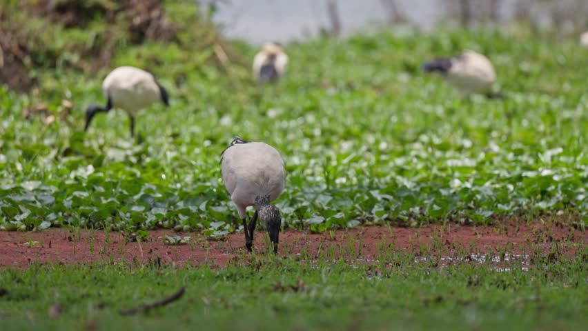 African sacred ibis foraging on muddy lakeshore with green wetland vegetation at Lake Naivasha Kenya