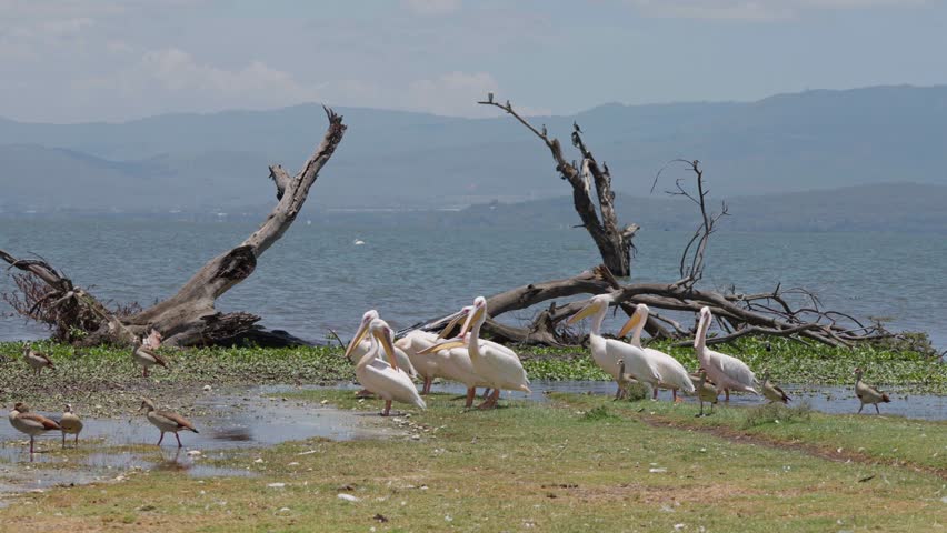 Great white pelicans gather and take off near the shoreline of Crescent Island on Lake Naivasha, with wings flapping against a scenic lake and mountain backdrop in Kenya.