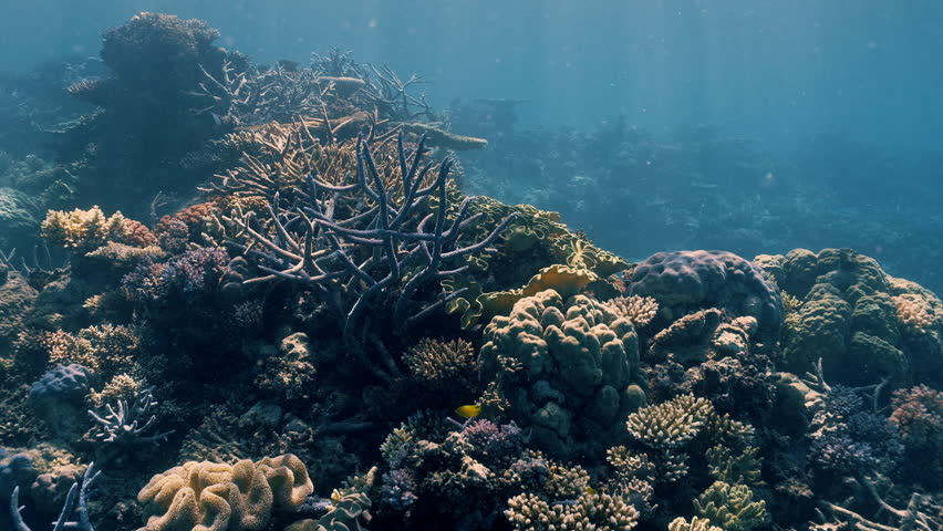 Slow underwater movement across coral reef with scattered tropical fish in blue water at the Great Barrier Reef near Port Douglas, Queensland.