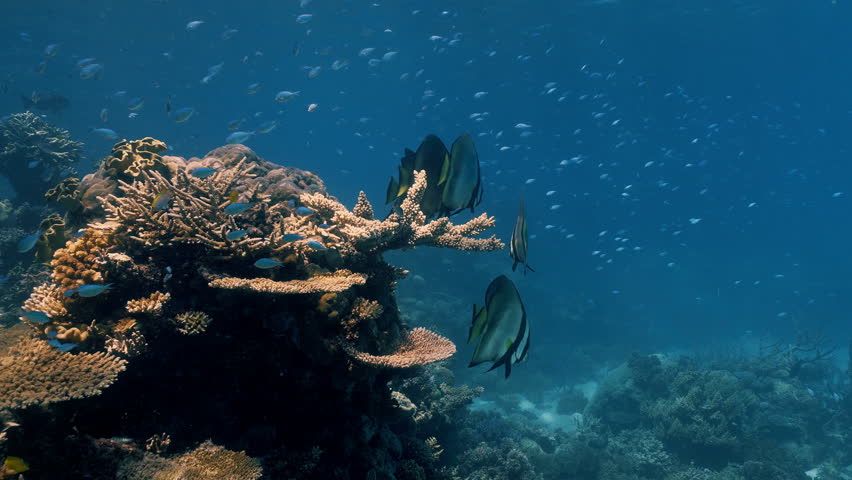 Wide underwater shot of small tropical fish schooling above coral reef in clear blue water at the Great Barrier Reef near Port Douglas, Australia.