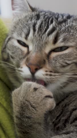 Close-Up of Sleepy Cat Licking Paw