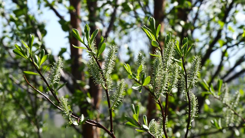 Willow branches with fluffy long cones (buds) swing in the wind on a summer spring day.