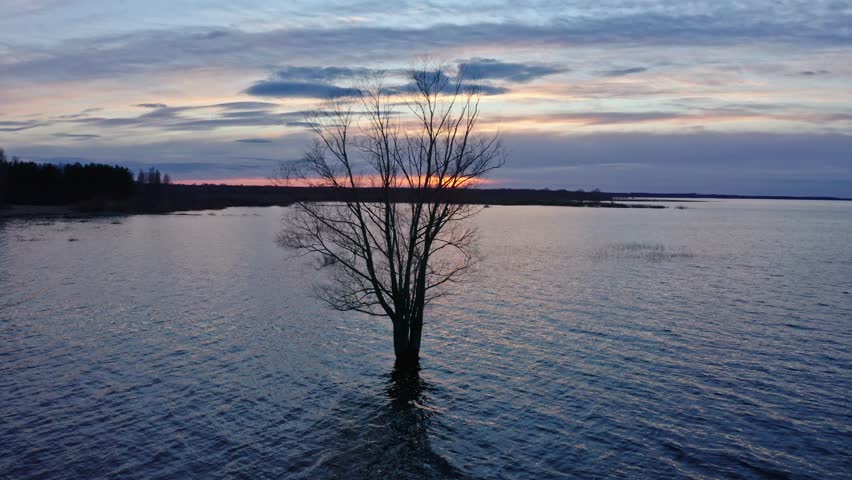 Tree and Lake in Spring