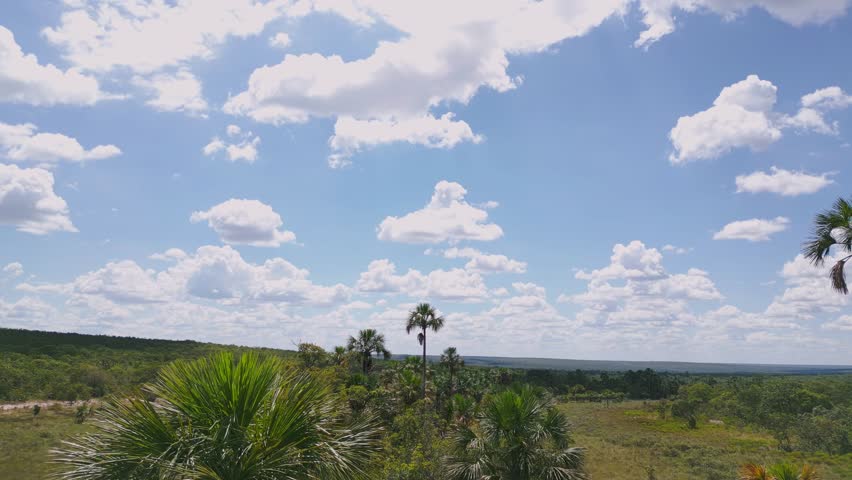 Brazilian Cerrado landscape showing dry vegetation and sparse palm trees under a bright blue sky with cumulus clouds, indicating habitat degradation and climate change impact
