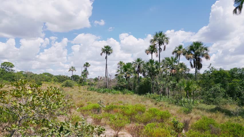 Brazilian Cerrado landscape showing degraded vegetation with dry riverbed and buriti and babassu palm trees under a cloudy sky, illustrating habitat loss and environmental impact