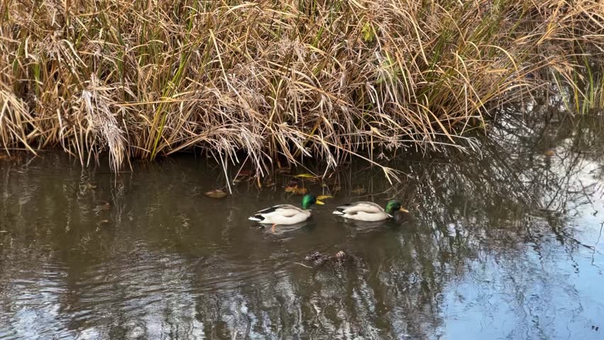 Two Wild Mallard Green Head Ducks Swimming By Pond Grass