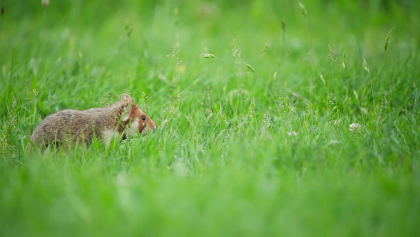 Close-up of hamster standing then foraging in grass, low ground view.