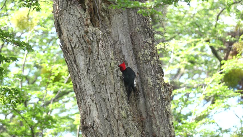 red woodpecker bird on a tree