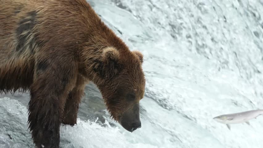 This 4K video captures an Alaskan brown bear standing at the crest of Brooks Falls. The visual documents the bear successfully catching a sockeye salmon in its mouth during the annual migration. The composition highlights the predator-prey interaction within the Katmai National Park ecosystem, capturing high-resolution wildlife behavior in a natural river habitat.