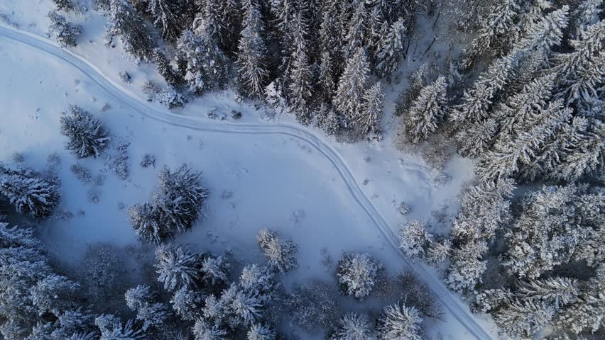 Aerial view of a winding snowy road through a dense spruce forest in the Carpathian during winter