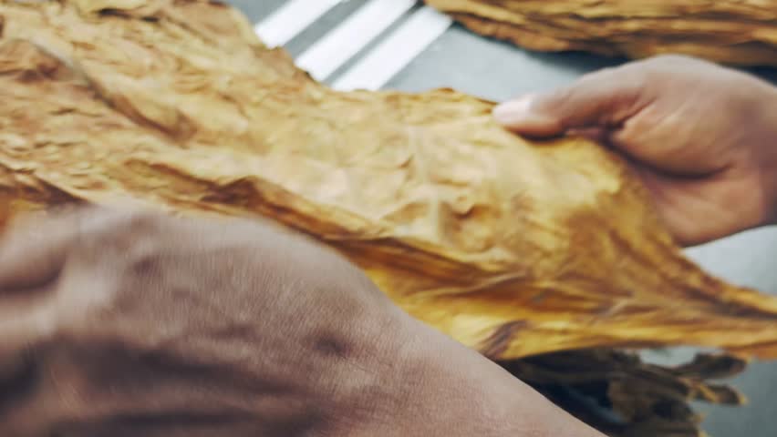 Worker hands holding open a single dried tobacco leaf to inspect its quality and texture. Expertise in cigar production. Close-up