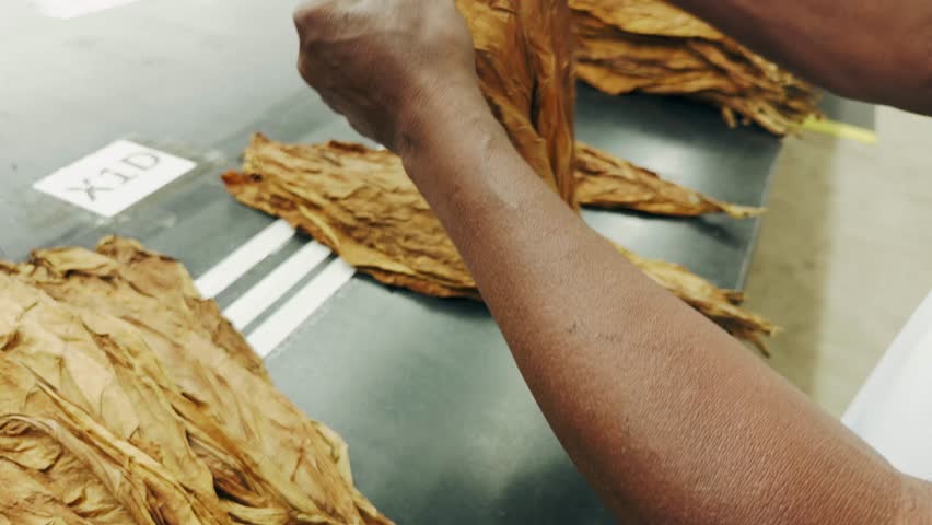 Close-up of worker hands arranging and sorting dried tobacco leaves on a table. Manual labor in a traditional cigar factory in the Dominican Republic