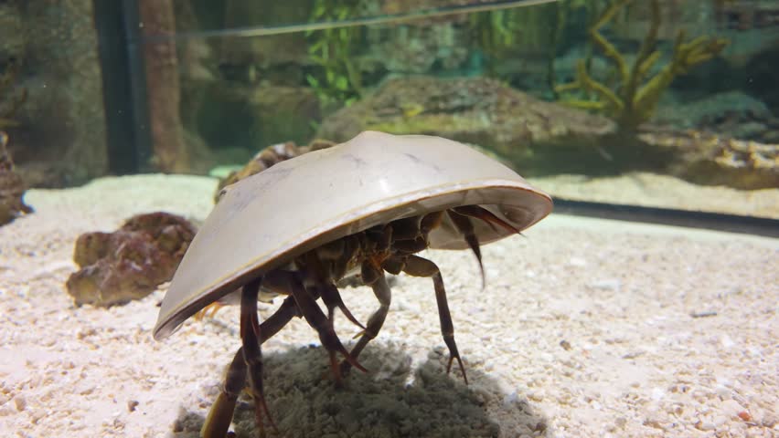 Horseshoe crab swimming on sandy bottom inside an aquarium tank. Ancient marine arthropod with hard shell and long tail, displayed in an underwater environment with rocks and aquatic plants.