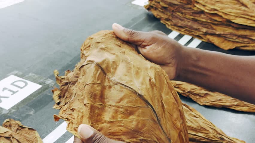 Worker hands sorting through a pile of dried tobacco leaves. Quality selection process for artisanal cigar making. Close-up