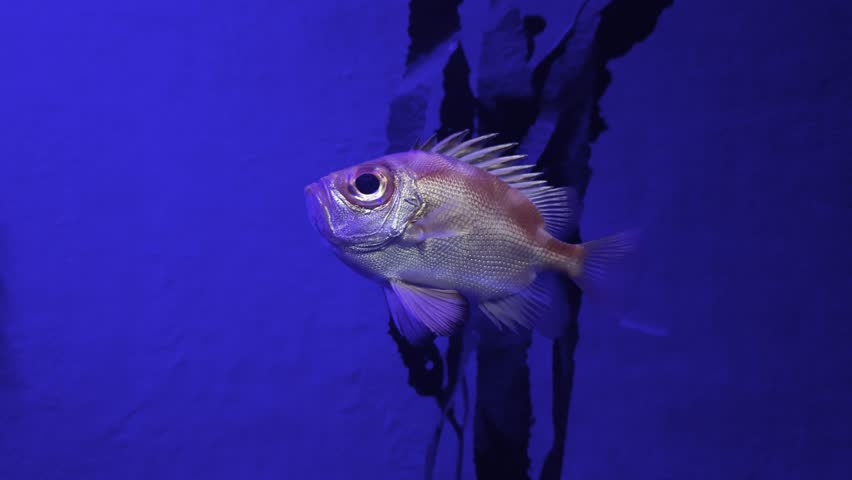 The Japanese bigeye (Pristigenys niphonia) is a small to medium-sized marine fish in the family Priacanthidae, a group known for their disproportionately large eyes. 