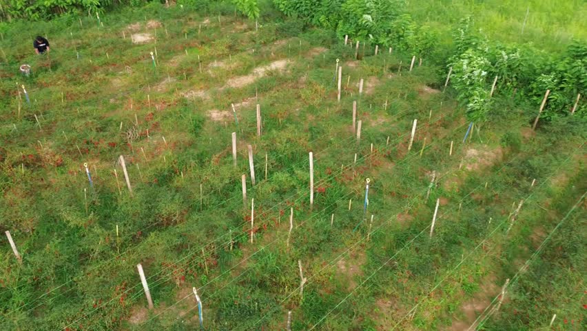 A wide view of a green cornfield growing on fertile farmland near a forest, showing fresh crops, natural beauty, and peaceful rural life unde