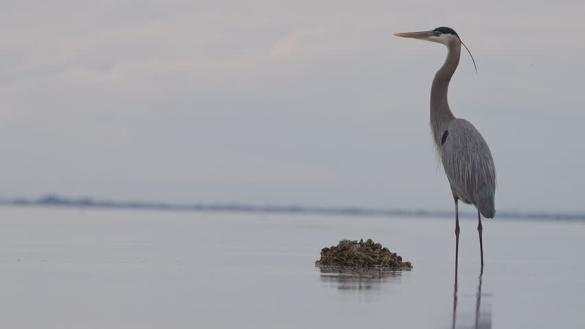 Great Blue Heron takes off flying from a bay. Bird in flight slow motion 4k footage