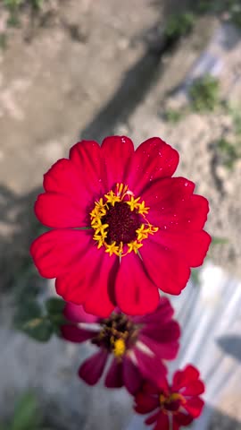 Vibrant Red Flower Close Up Macro Nature Petals Yellow Center Blooming Garden Plant