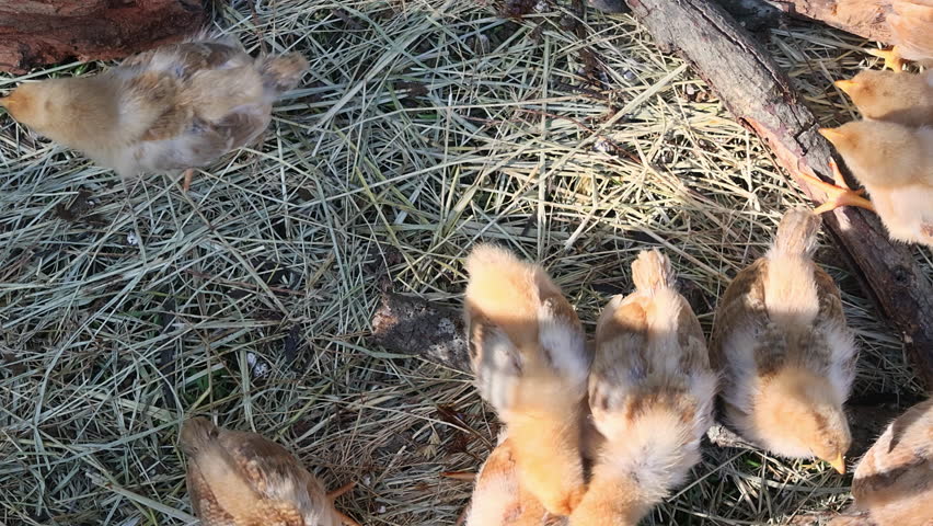 Small chicks walk around peck at ground in farm area filled with straw fallen branches.