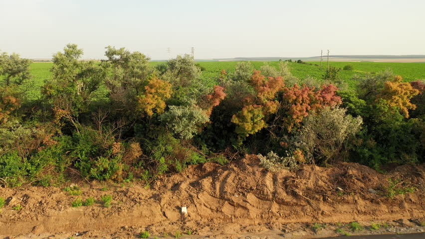 Colorful Smoke Bush in Bloom: drone view along a road in Bulgaria.