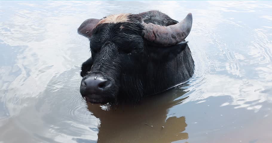Water buffalo in the pond on hot summer day