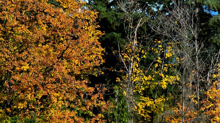 Overlooking Pinecone Burke Provincial Park At Burke Mountain In Vancouver, British Columbia, Canada. Aerial Ascending Shot