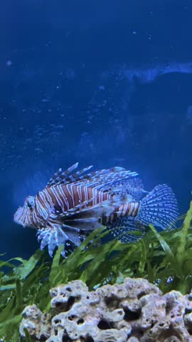 Striped lionfish with venomous spines swimming near coral and seaweed in saltwater aquarium. Marine life footage for educational and documentary content